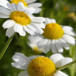 Kamillenblüten