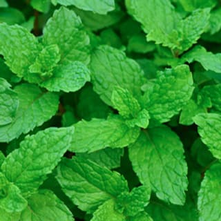 Menthol